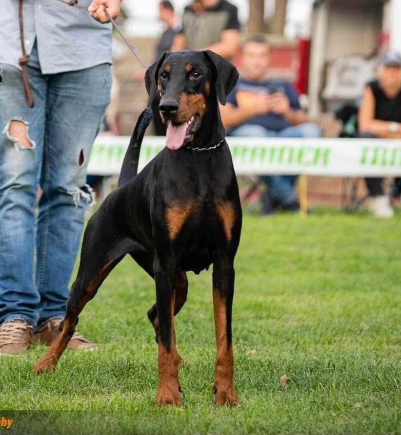 Kana Icey Black — Femelles Dobermann — Élevage BARONERA