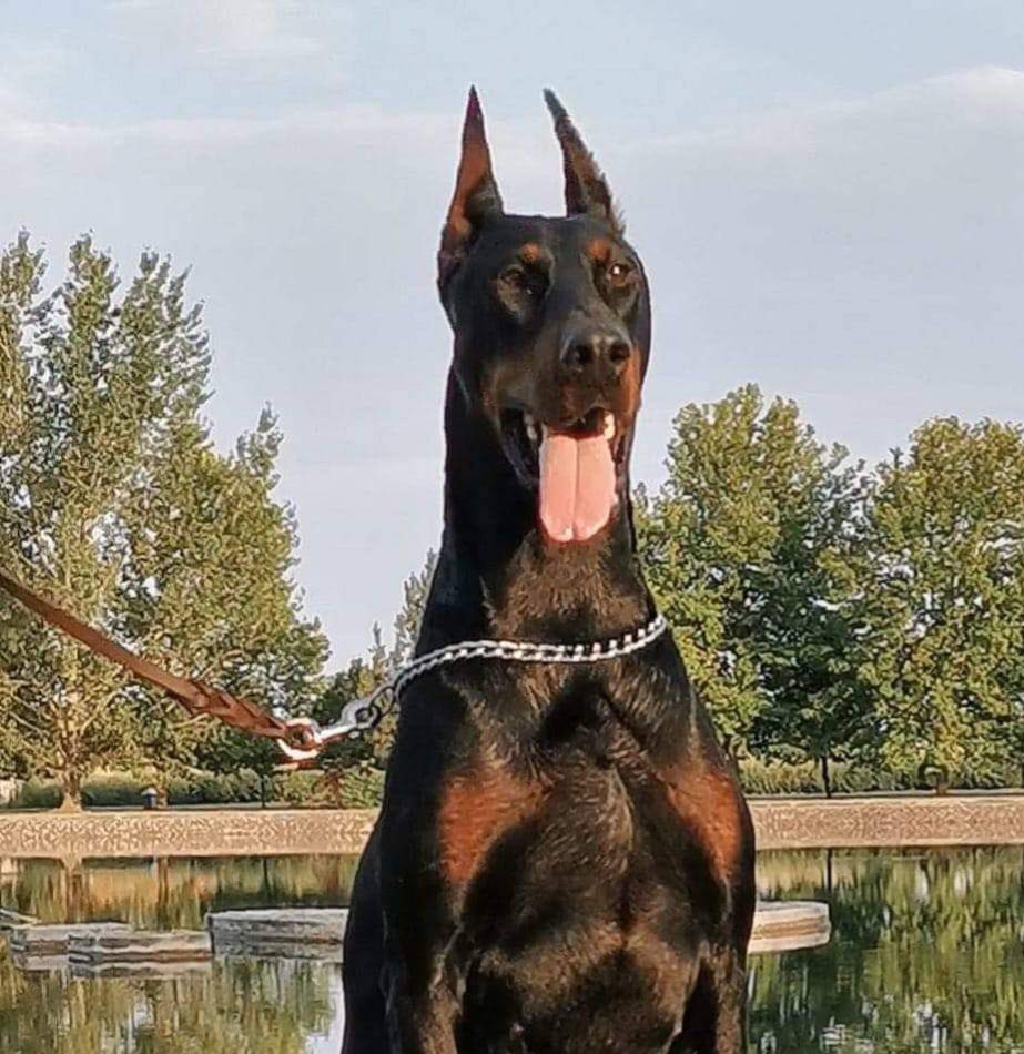 Rihan De Akido San — Dobermann Akido San — propriété exclusive BARONERA