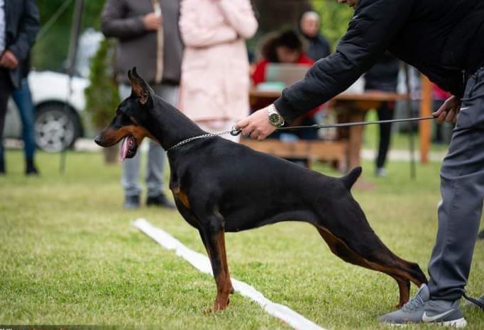 Baronera Akali Algiz — Femelles Dobermann — propriété exclusive BARONERA