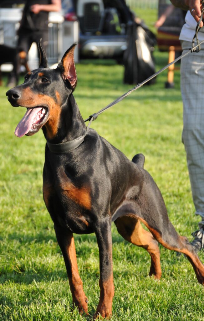Baronera Akali Algiz — Femelles Dobermann — Élevage BARONERA