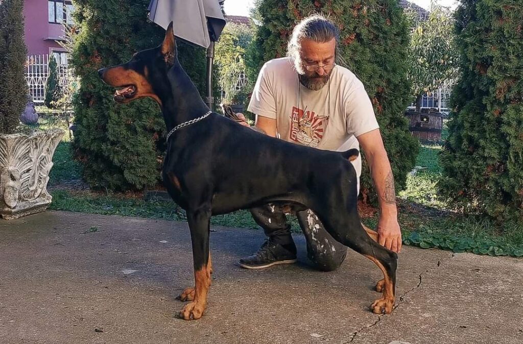 Capitan Del Samurai Dobermann — Champion Argentine — Élevage BARONERA