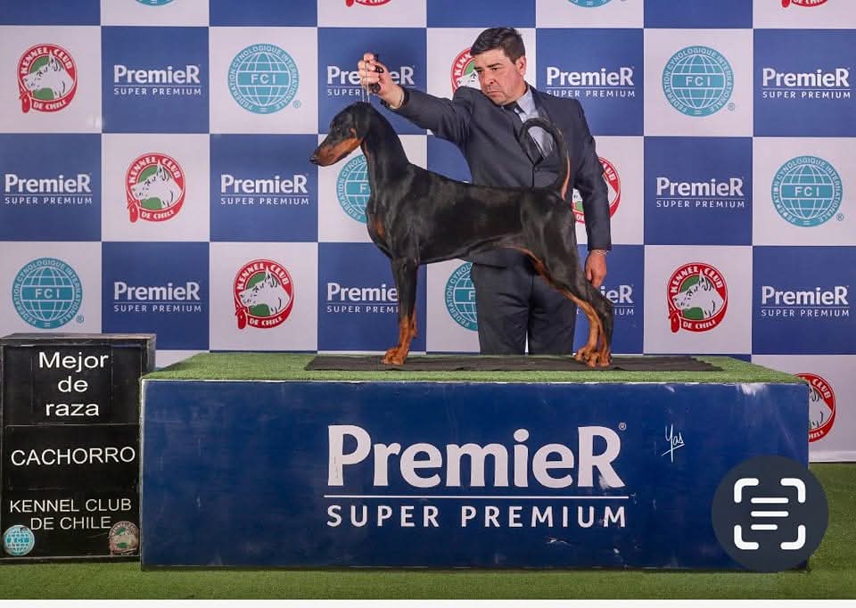 Dobermann Anivia International