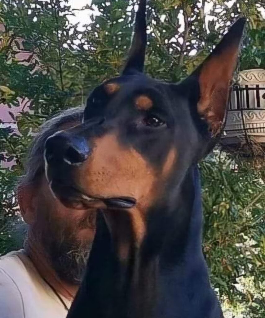 Capitan Del Samurai Dobermann — mâle reproducteur propriété exclusive BARONERA