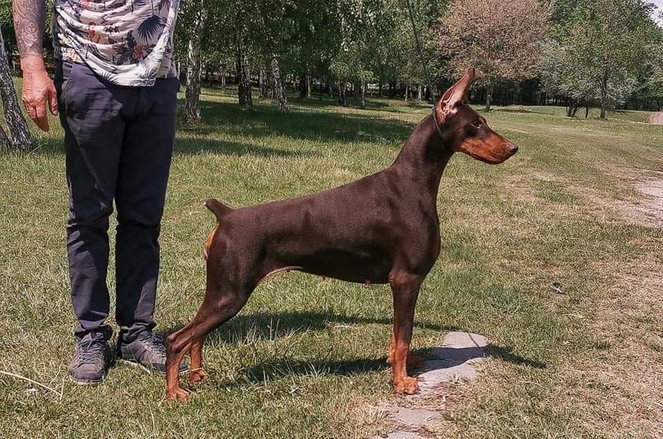 Ramona de las Armonias — Femelles Dobermann — propriété exclusive BARONERA