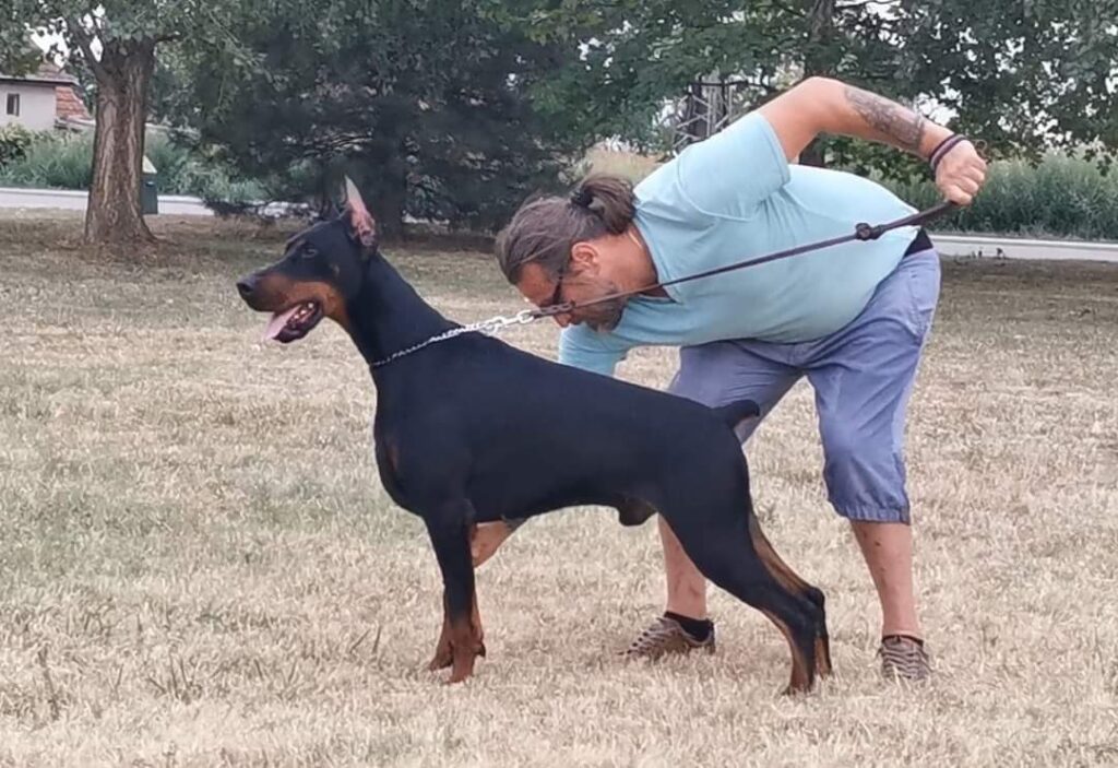 Rihan De Akido San — Junior Balkan Sieger — Élevage BARONERA