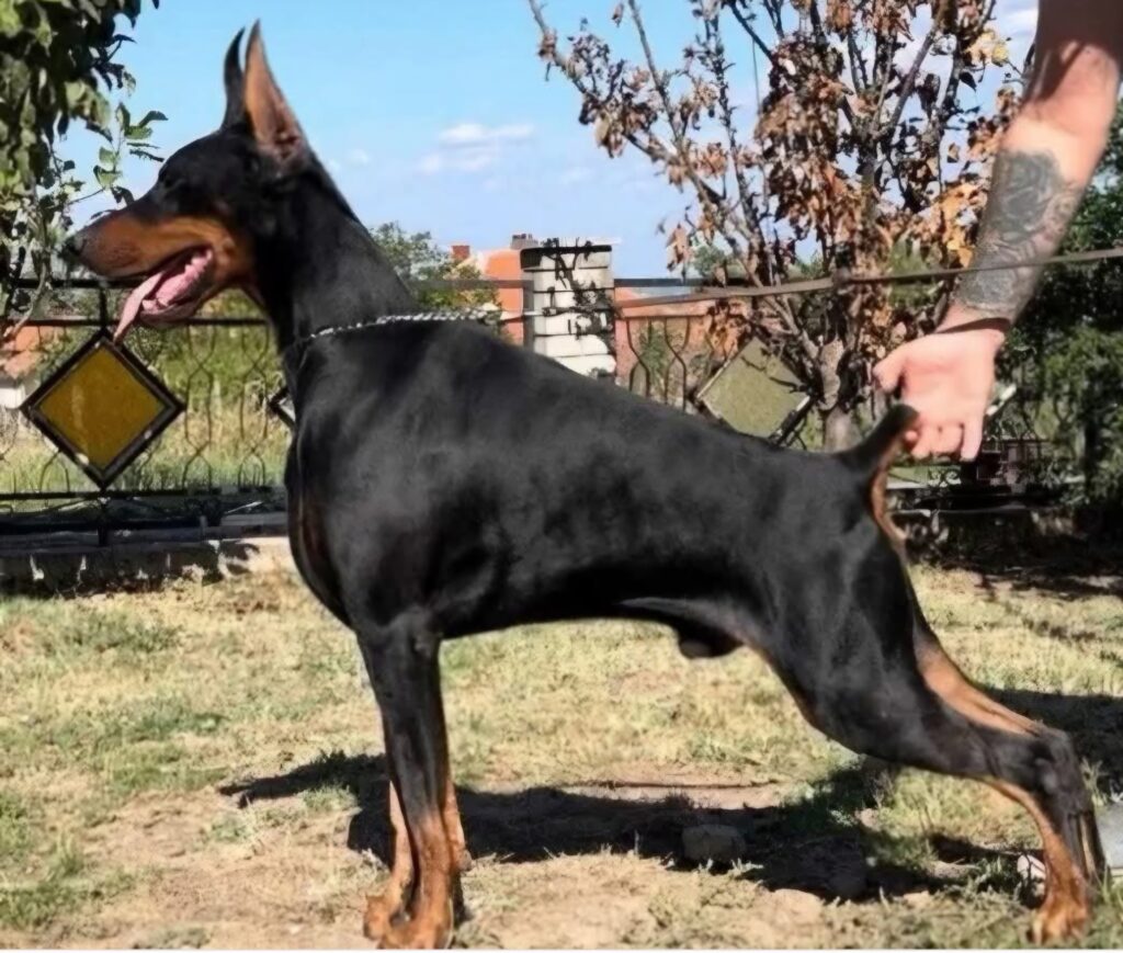 Toro De Akido San — Descendance directe Alex de Akido San — BARONERA