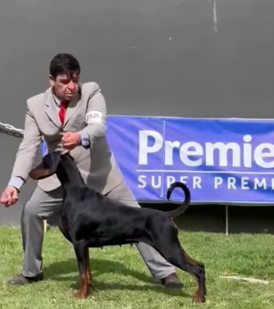 Anivia Championne Chili