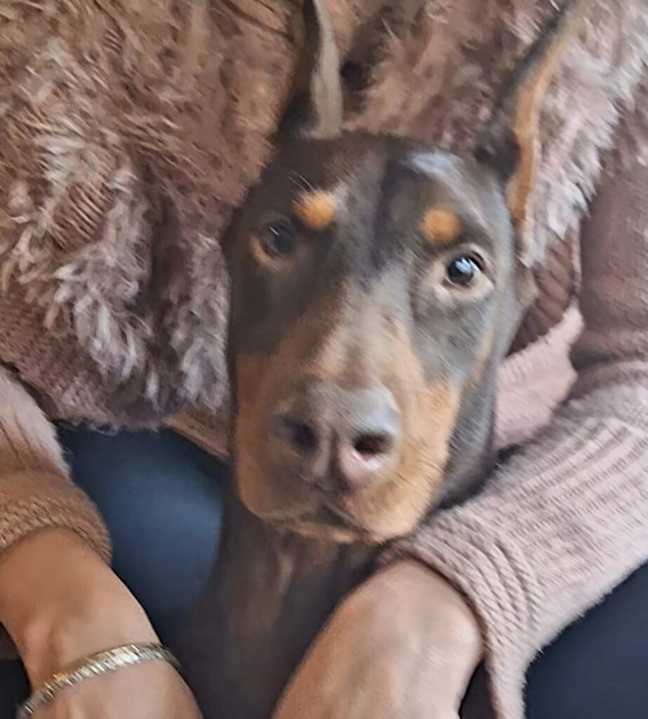 Ramona de las Armonias — Femelles Dobermann — Élevage BARONERA