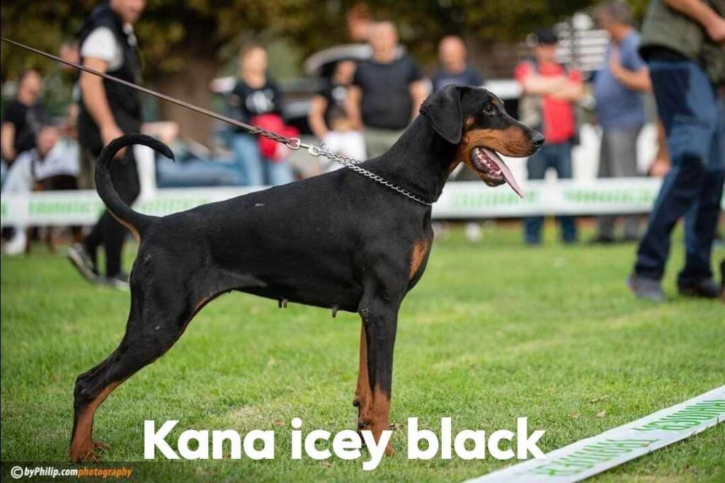 Kana Icey Black — Femelles Dobermann — propriété exclusive BARONERA