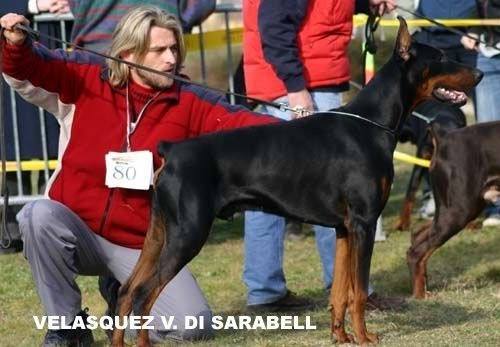 Velasquez Voraz Di Sarabell