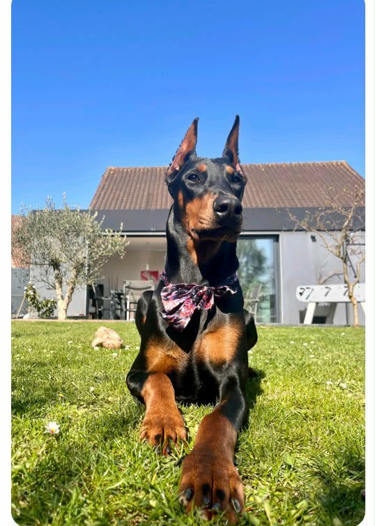 Baronera Vegas — photo 1