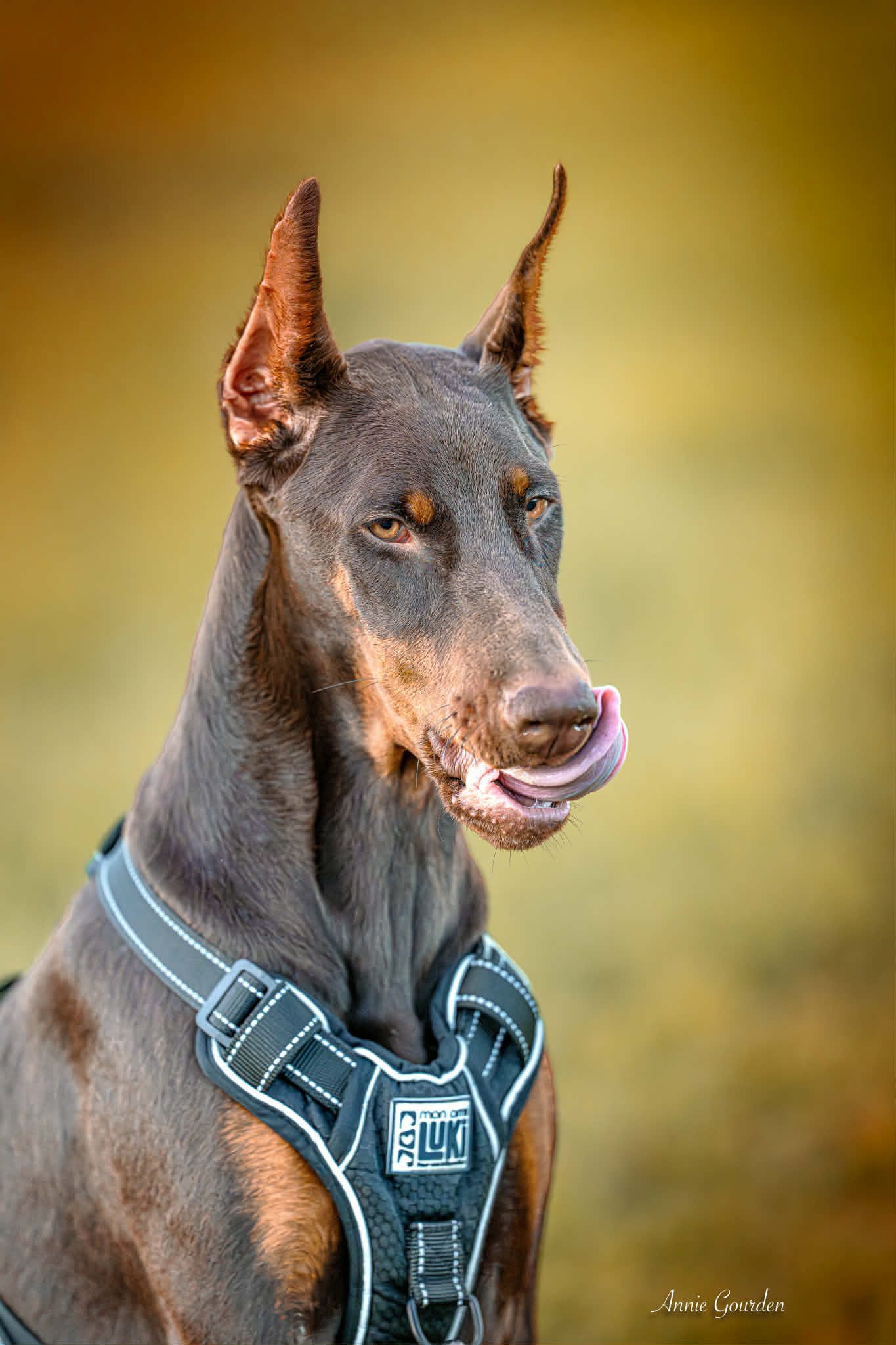 Baronera Lady Iskra — photo 2