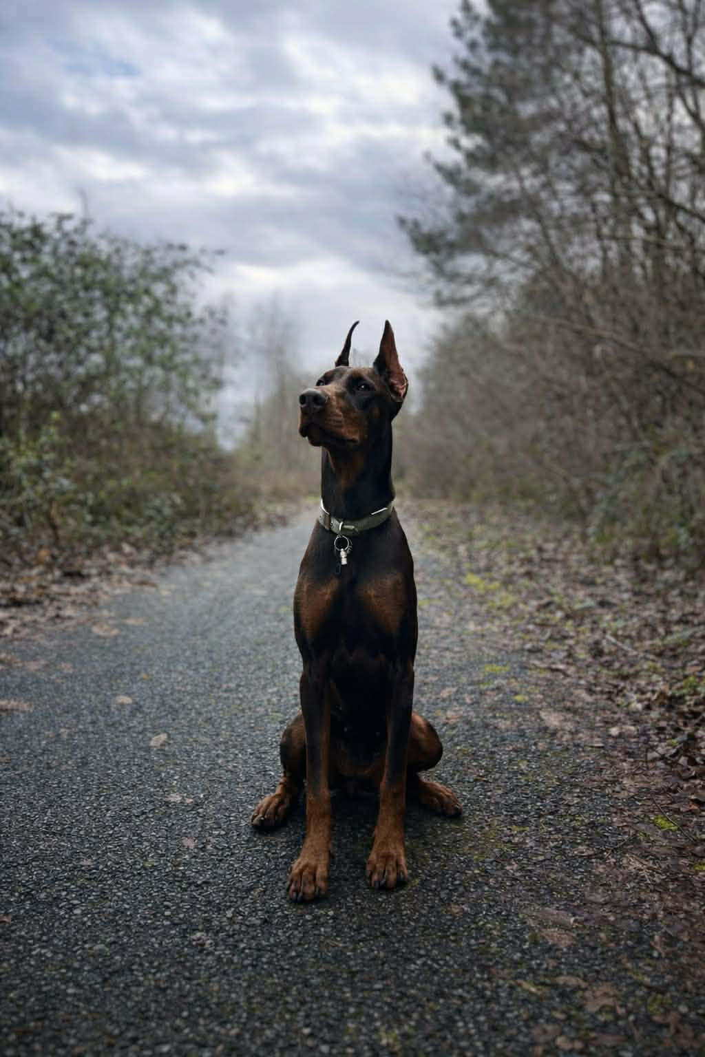 Baronera Lady Iskra — photo 1