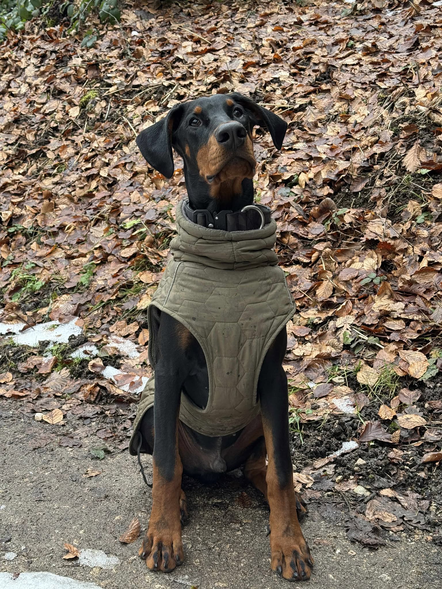 Baronera D. Daemon — photo 1