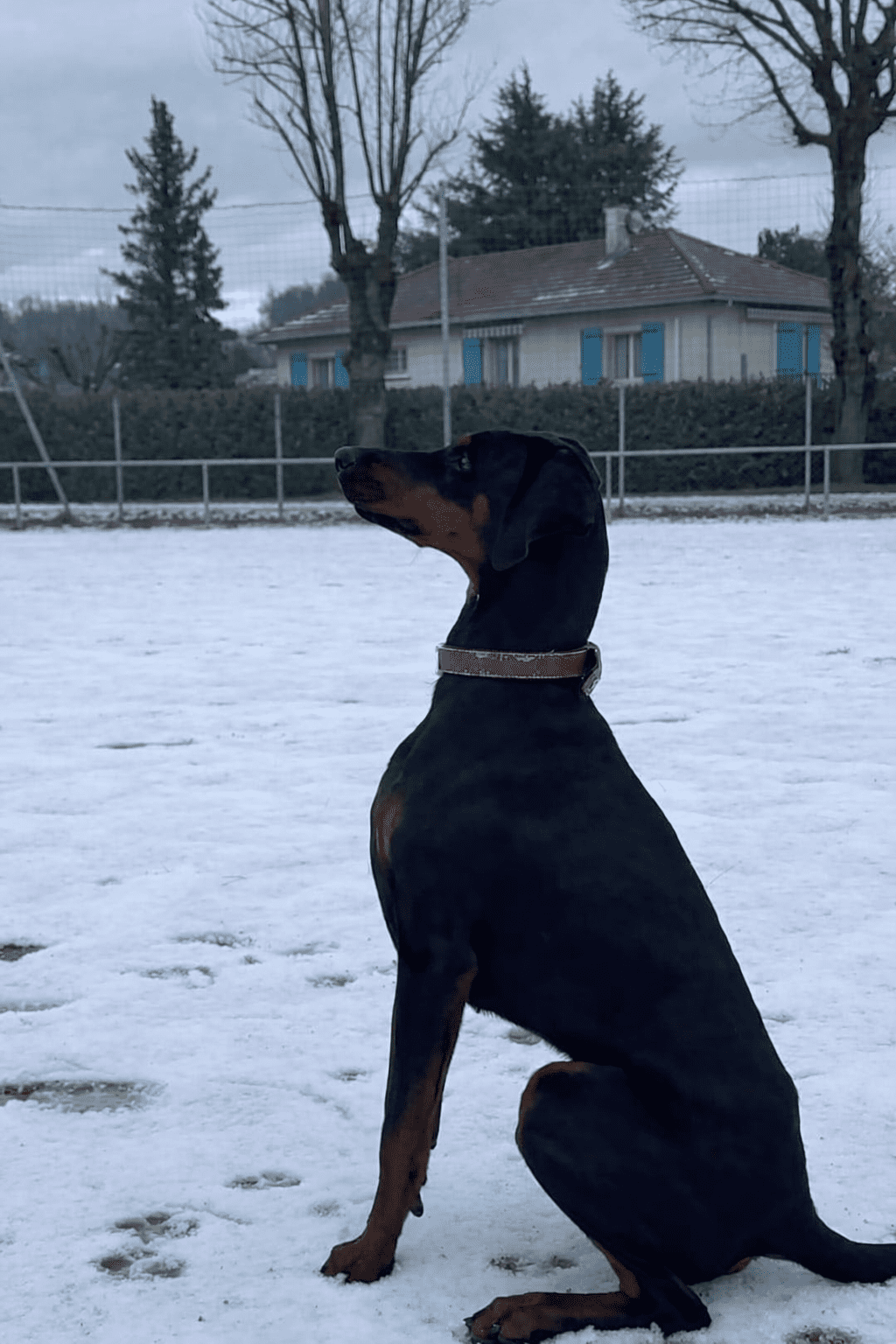 Baronera Lady Azur — photo 1