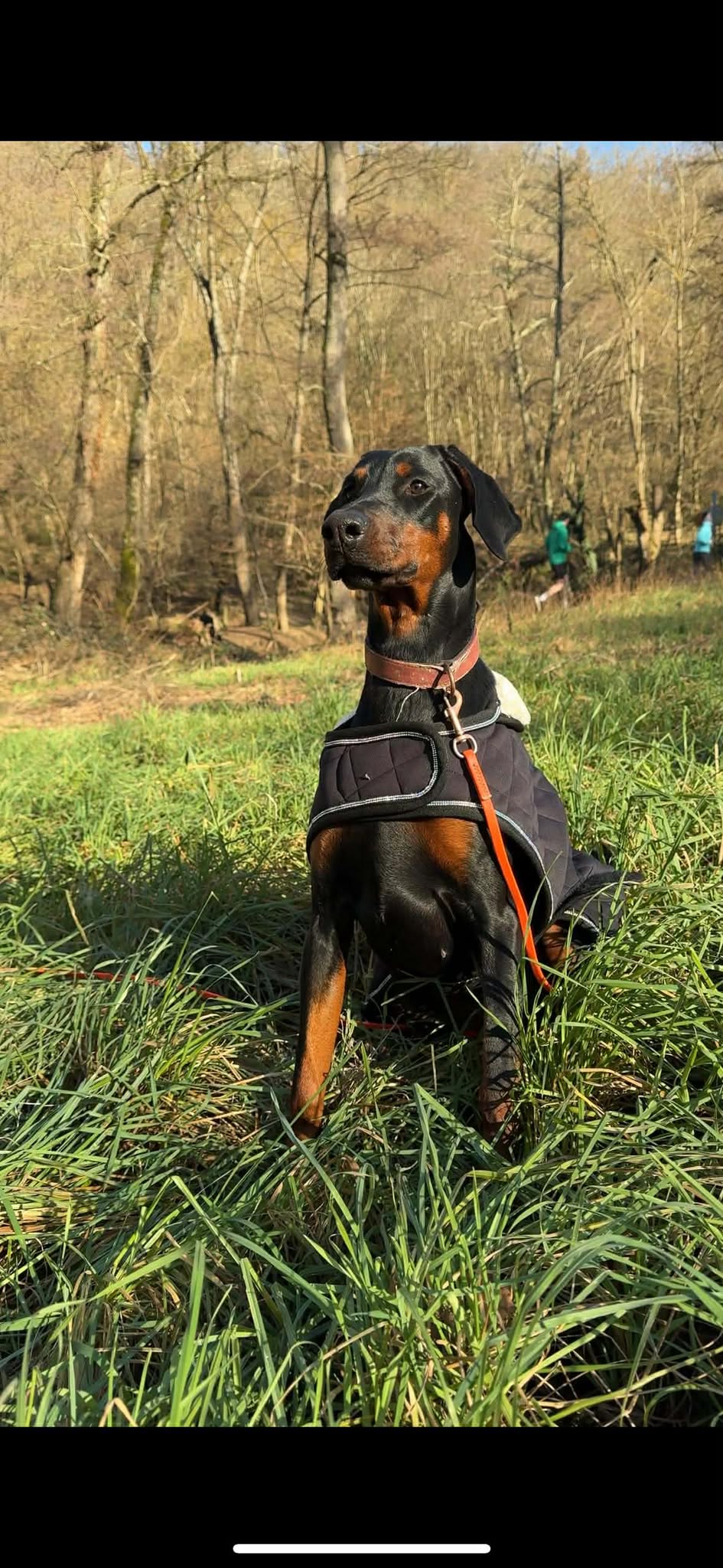 Baronera Lady Azur — photo 3