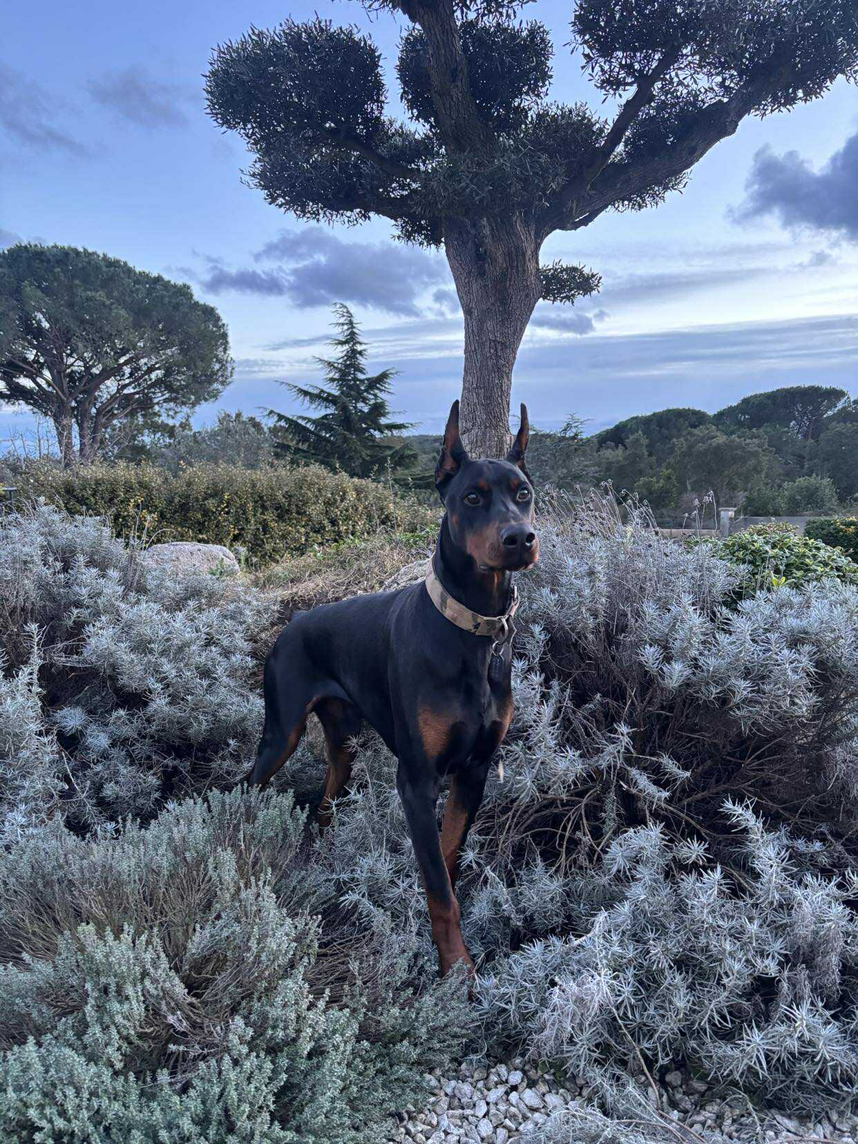 Baronera Lord Tyson — photo 3