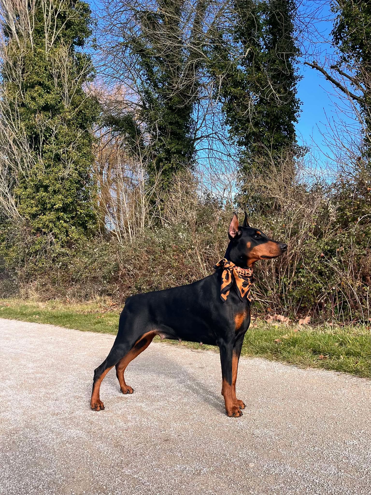 Baronera Vegas — photo 2