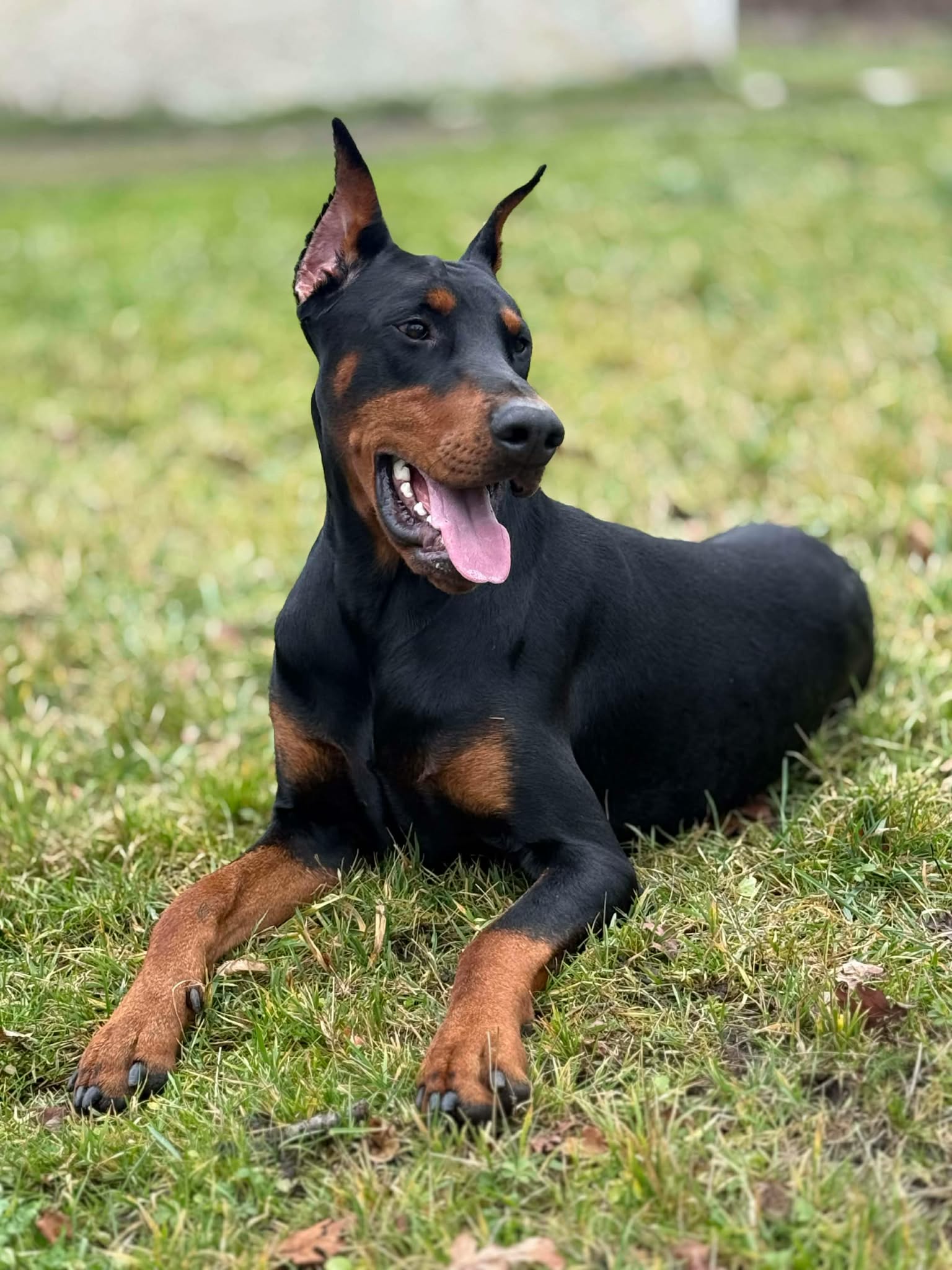 Baronera Abraham Aka Alpha — photo 2