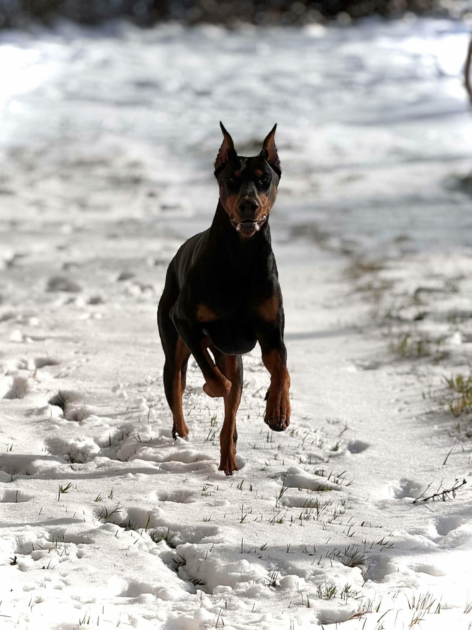 Baronera Abraham Aka Alpha — photo 3