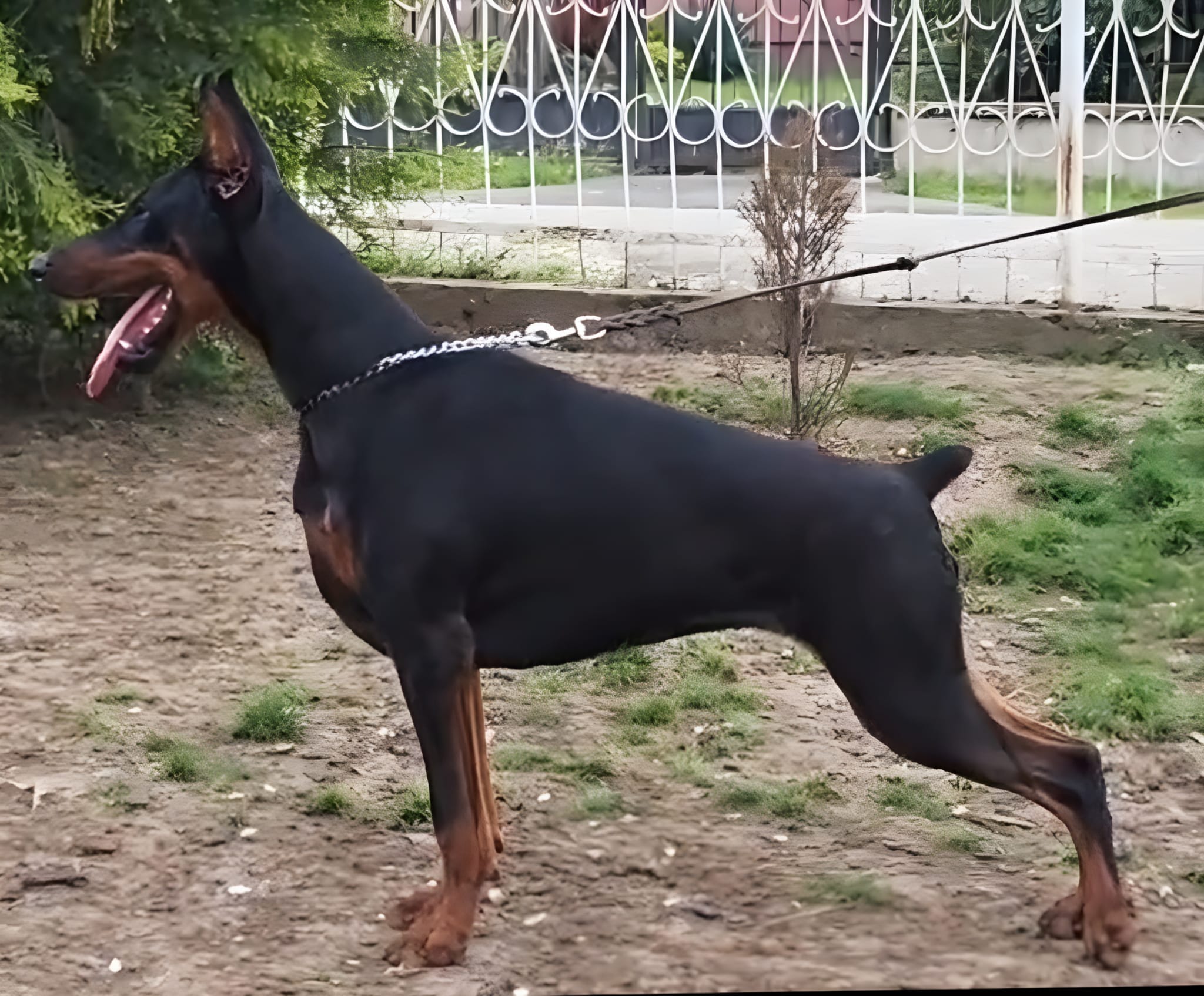 Baronera Akali Algiz - Sélection BARONERA