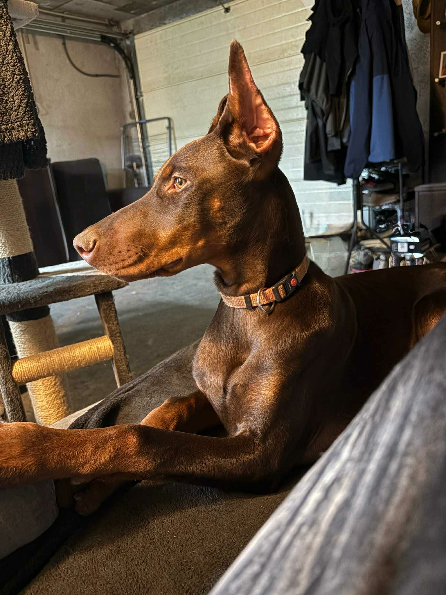 Baronera Alpha — photo 1