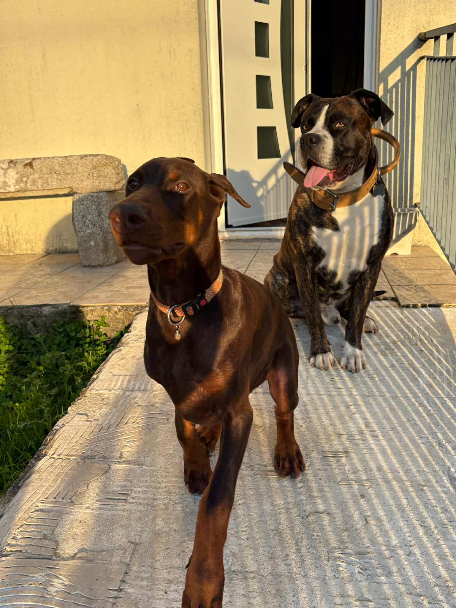 Baronera Alpha — photo 2