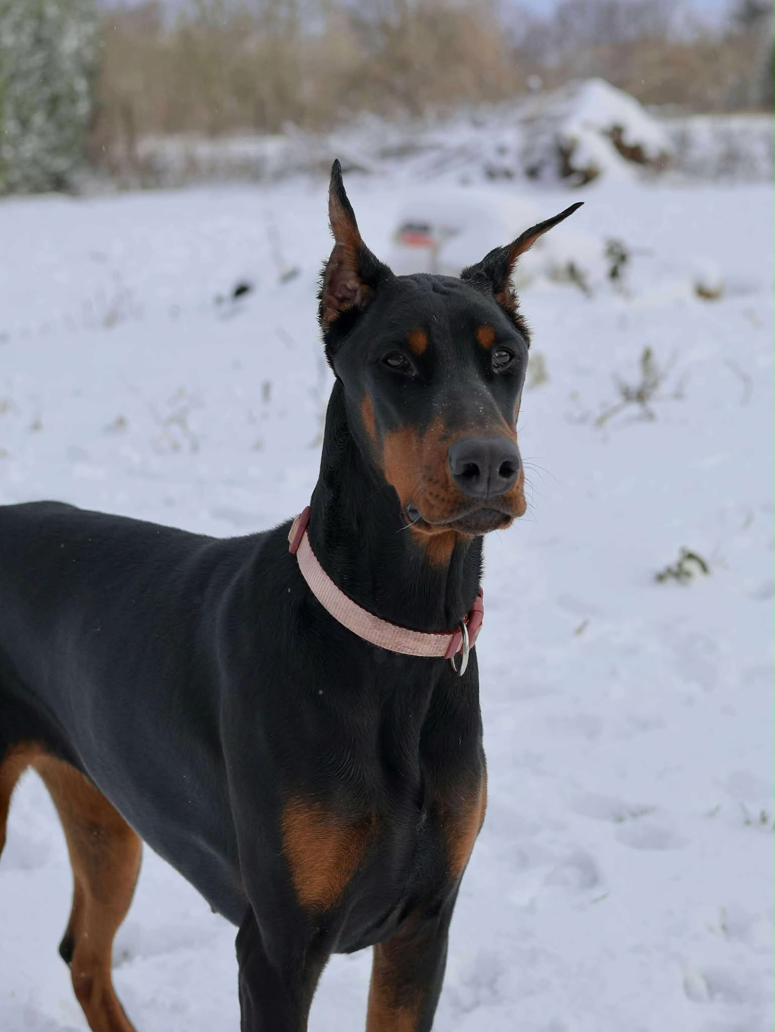 Baronera Lady Aria — photo 2