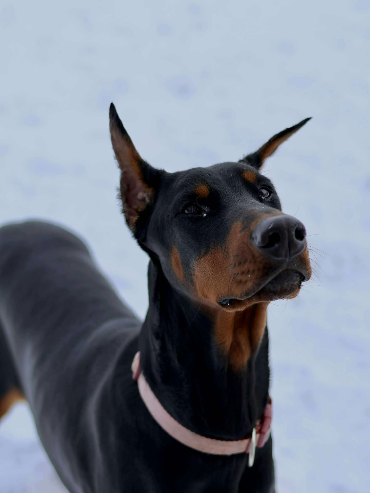 Baronera Lady Aria — photo 3