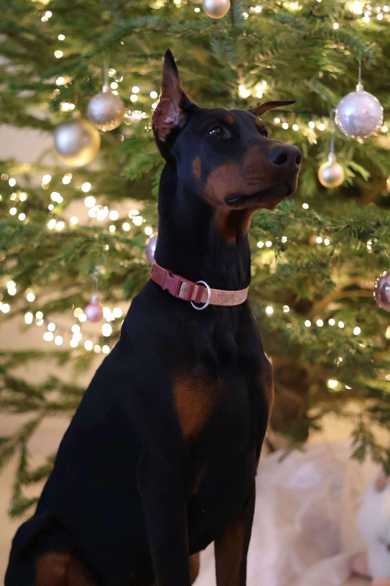 Baronera Lady Aria — photo 1