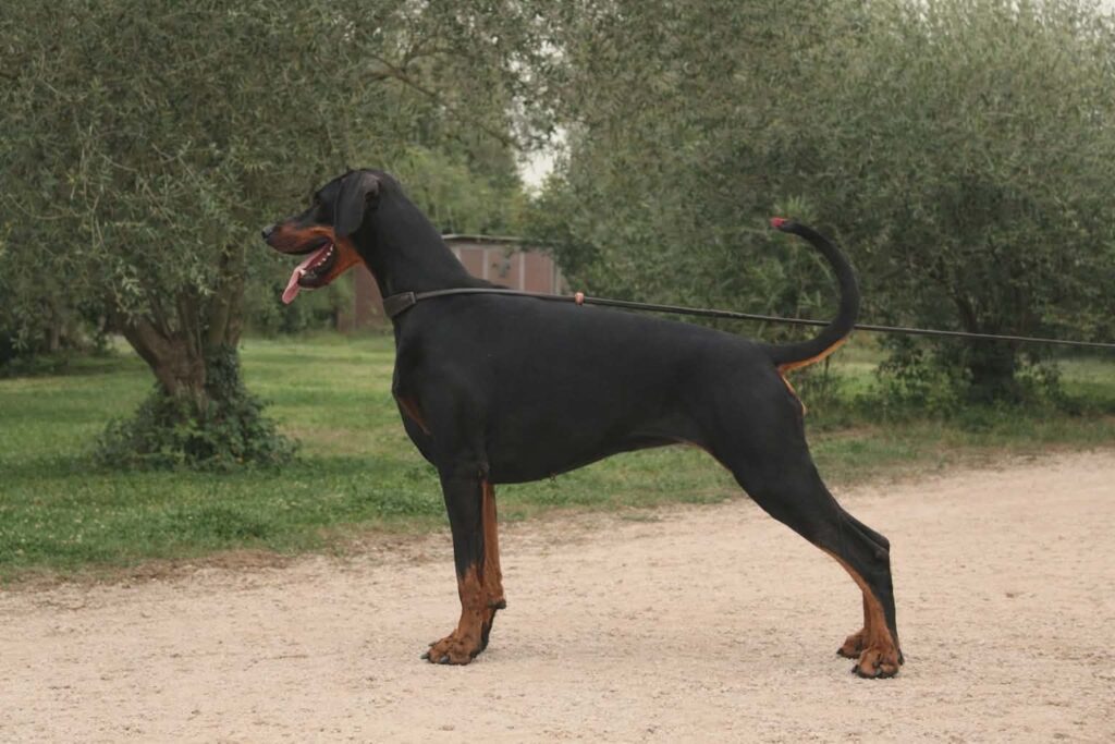 Ashe Dobermann France