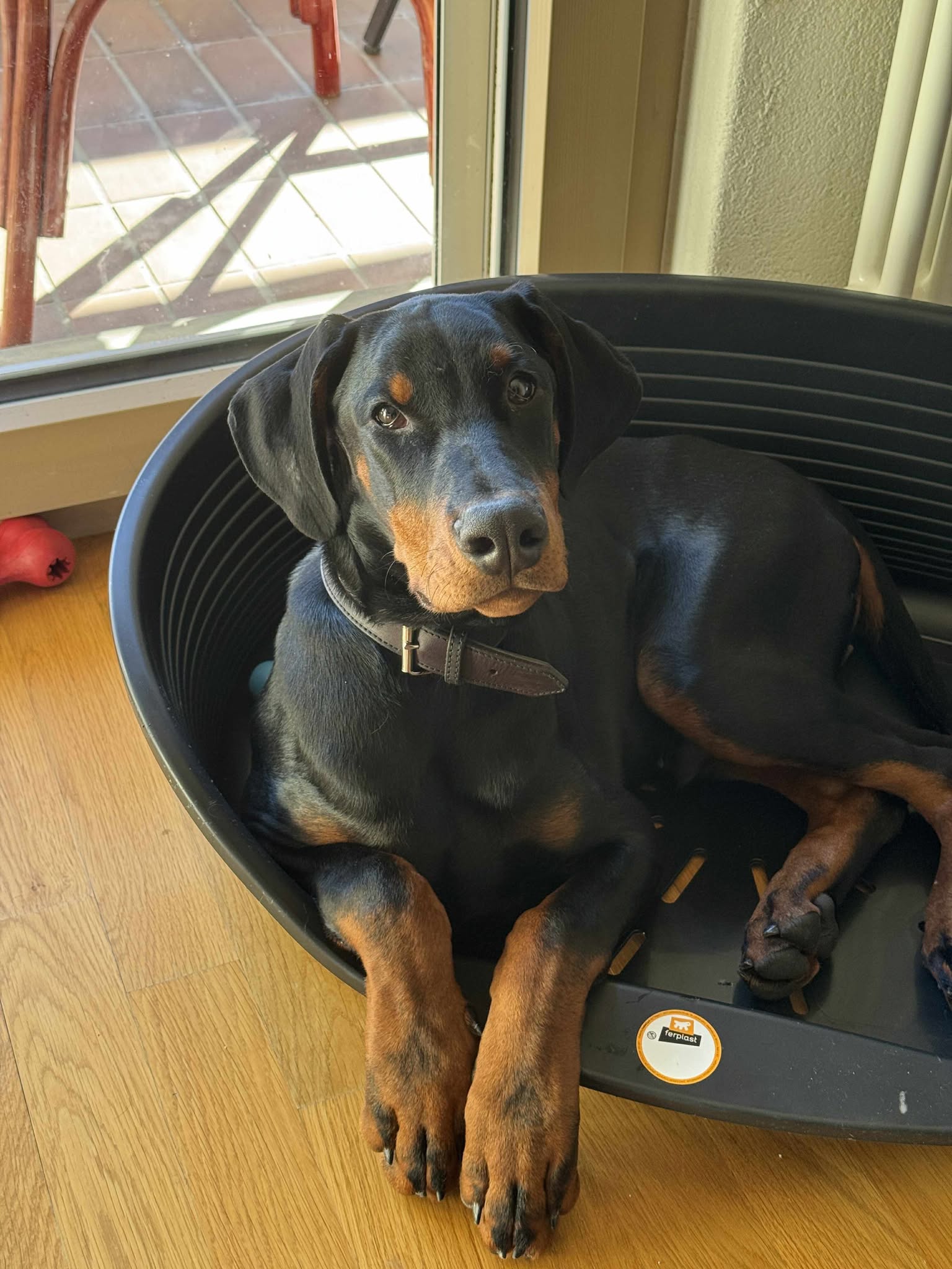 Baronera D. Daemon — photo 2