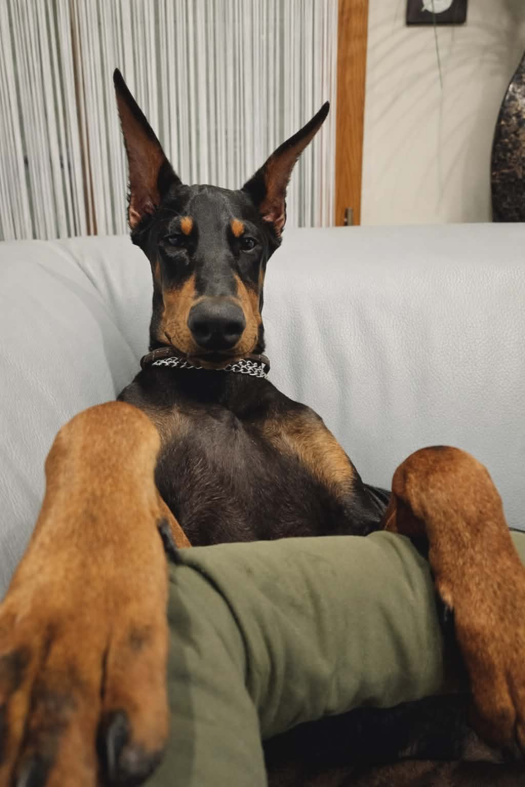 Baronera K’Vlad — photo