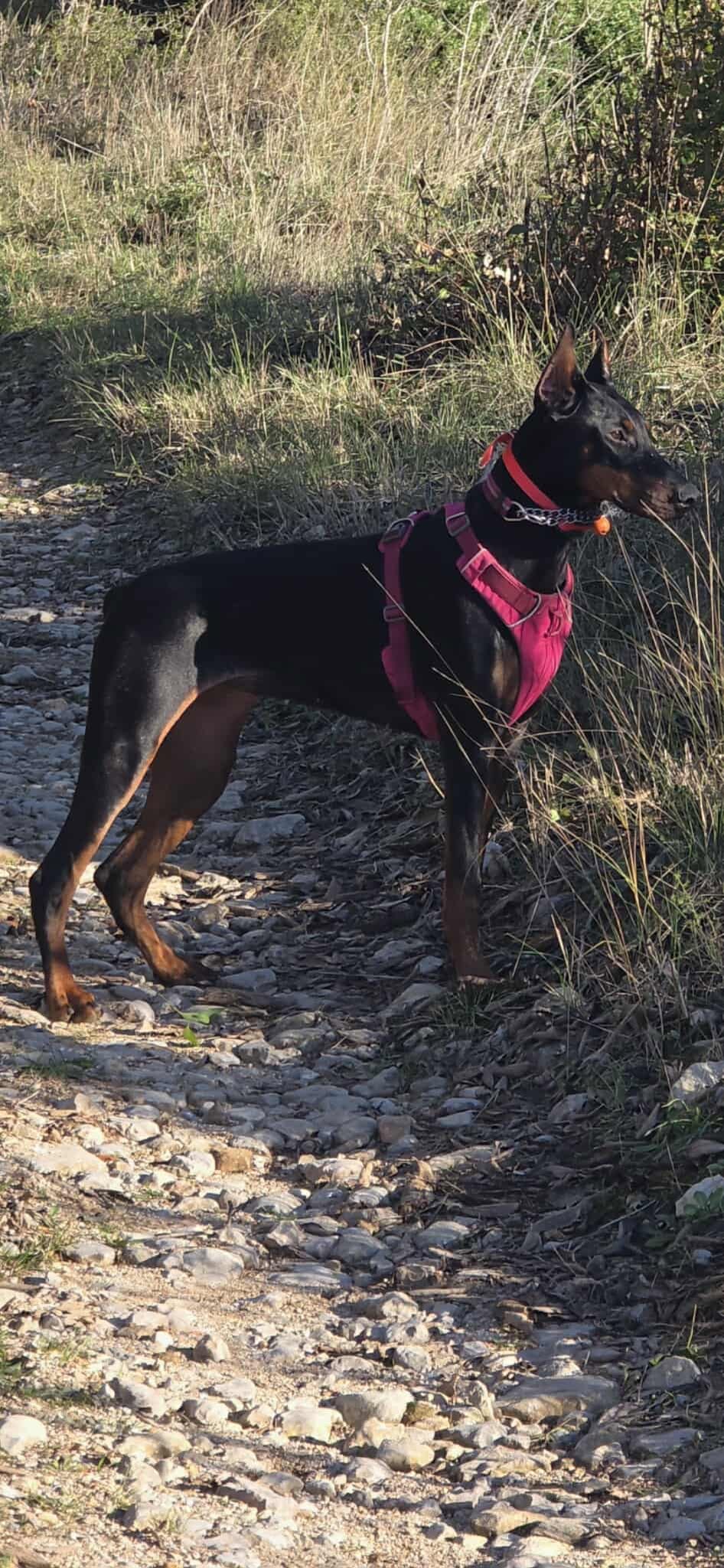 Baronera Lady Calypso — photo 2