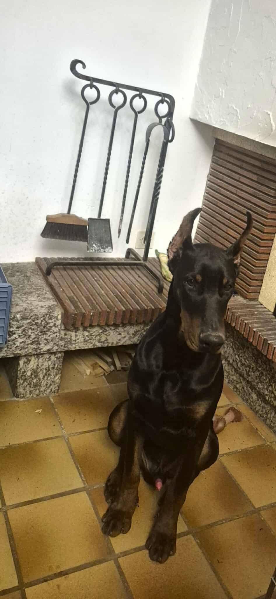 Baronera Lord Hades Aka Loki — photo