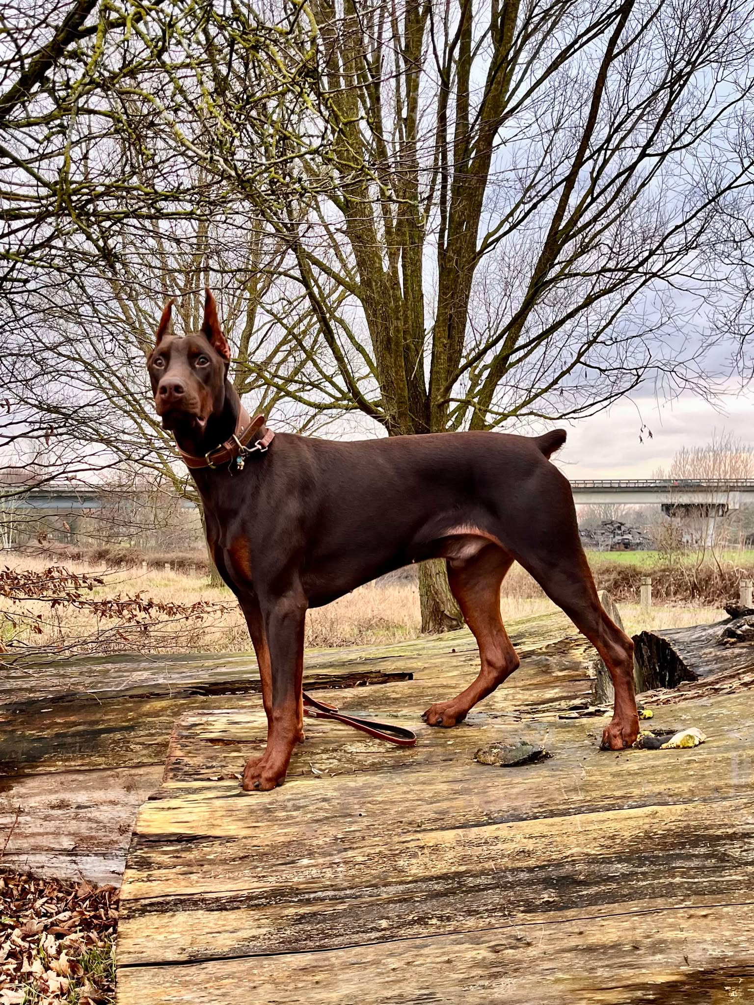 Baronera Lord — photo 2