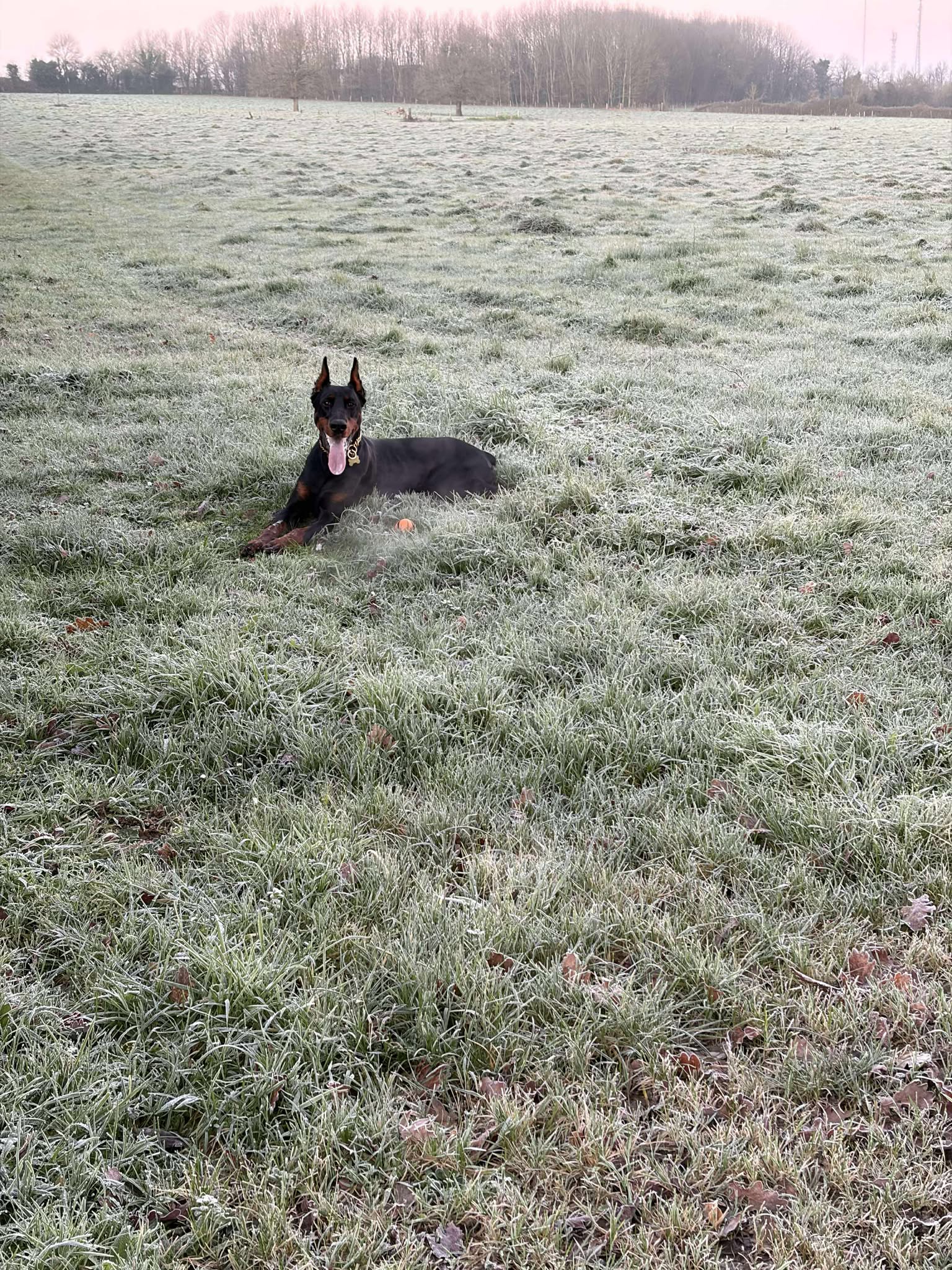 Baronera Lord Drax — photo 1