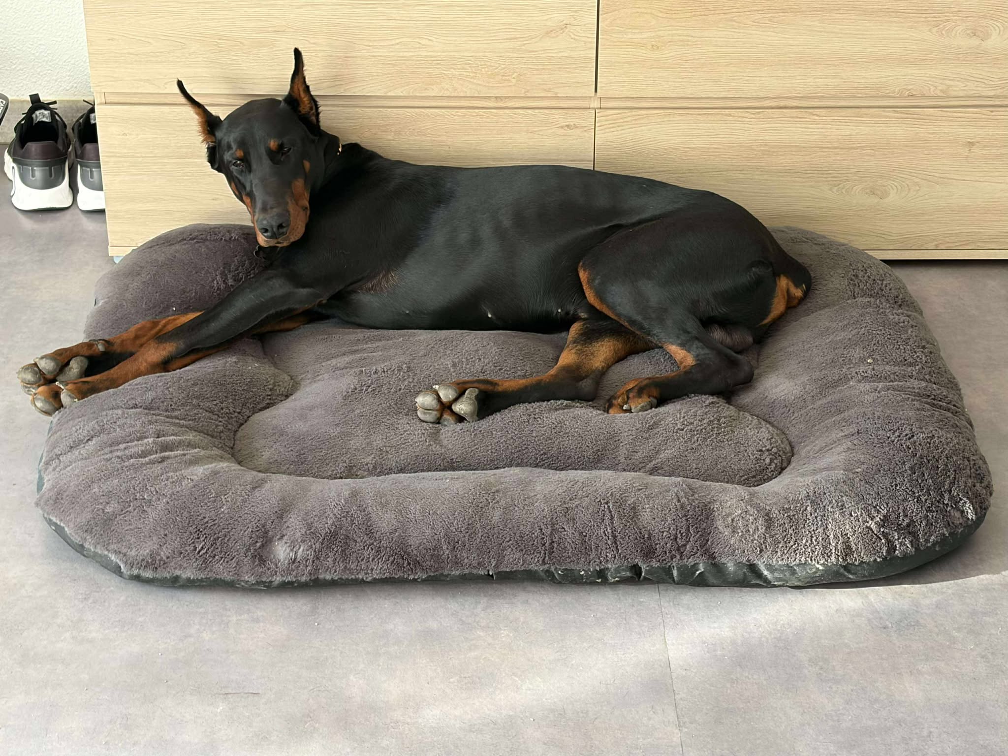 Baronera Lord Drax — photo 3