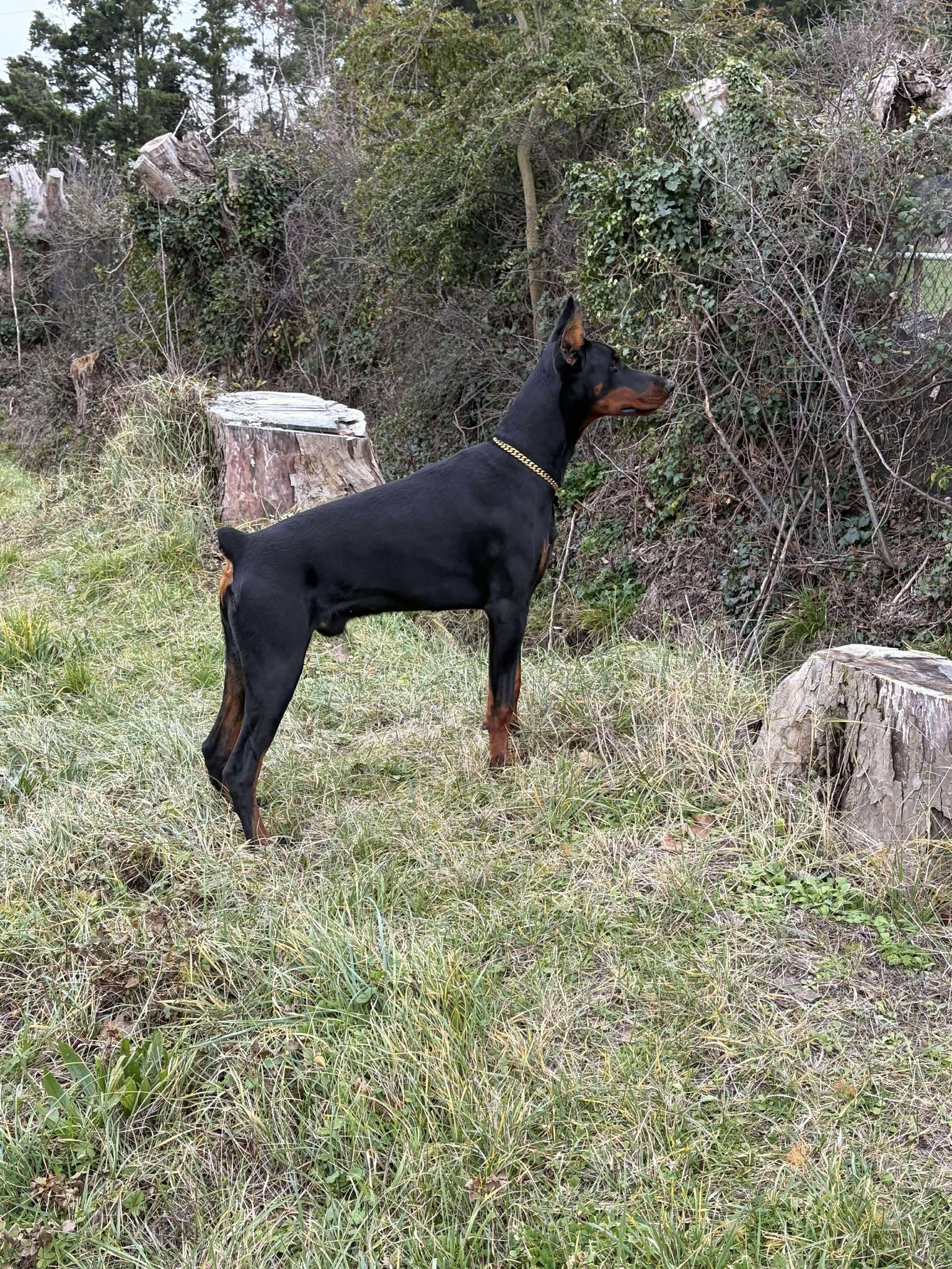 Baronera Lord Drax — photo 2