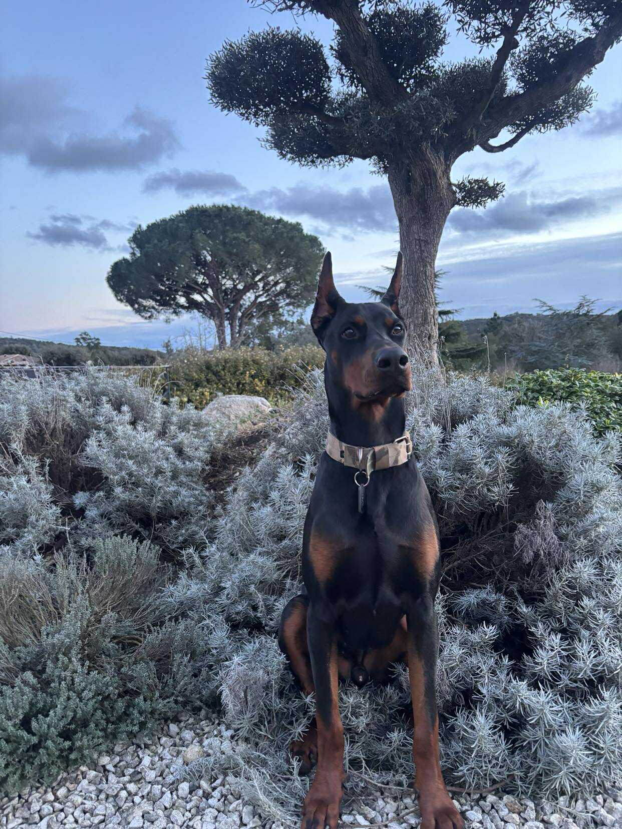 Baronera Lord Tyson — photo 1