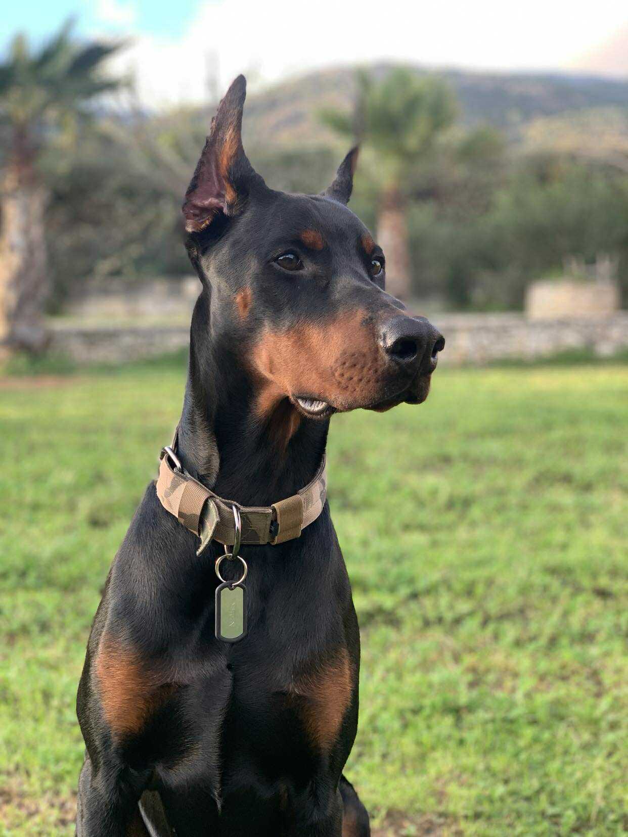 Baronera Lord Tyson — photo 2