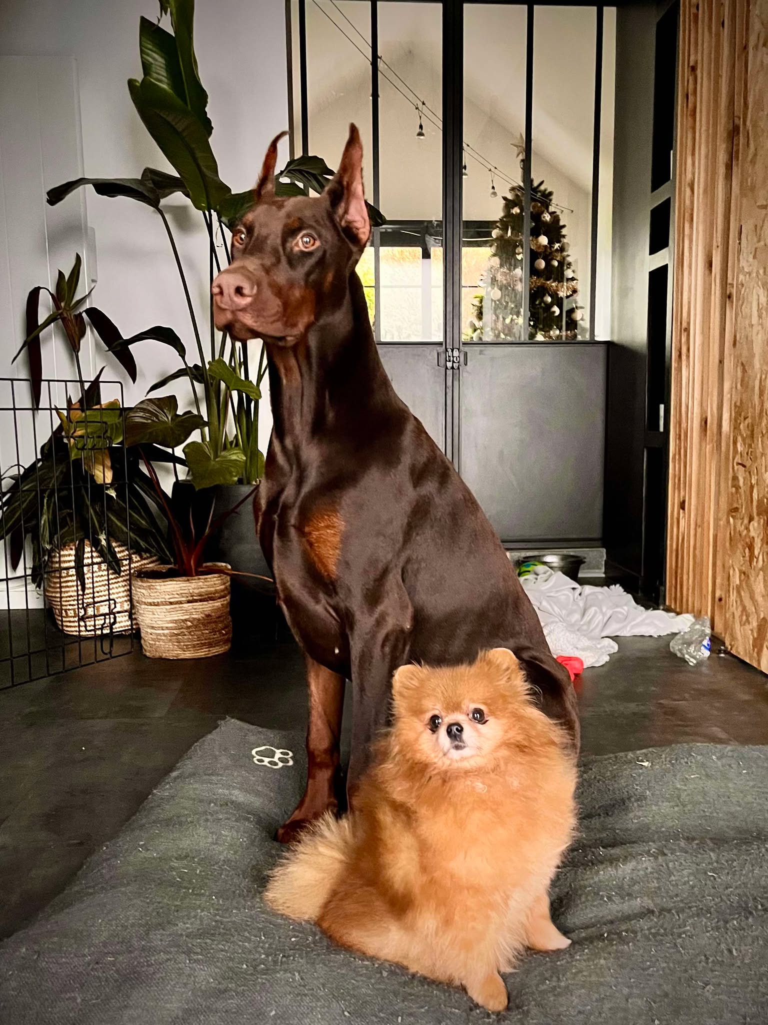 Baronera Lord — photo 1