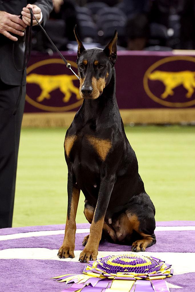 Penny – Dobermann, expression et présence, Westminster 2026