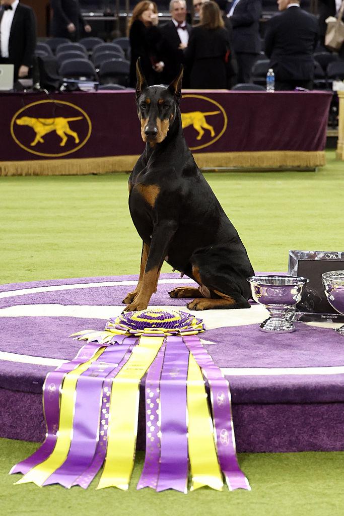 Penny – structure et équilibre, présentation en ring