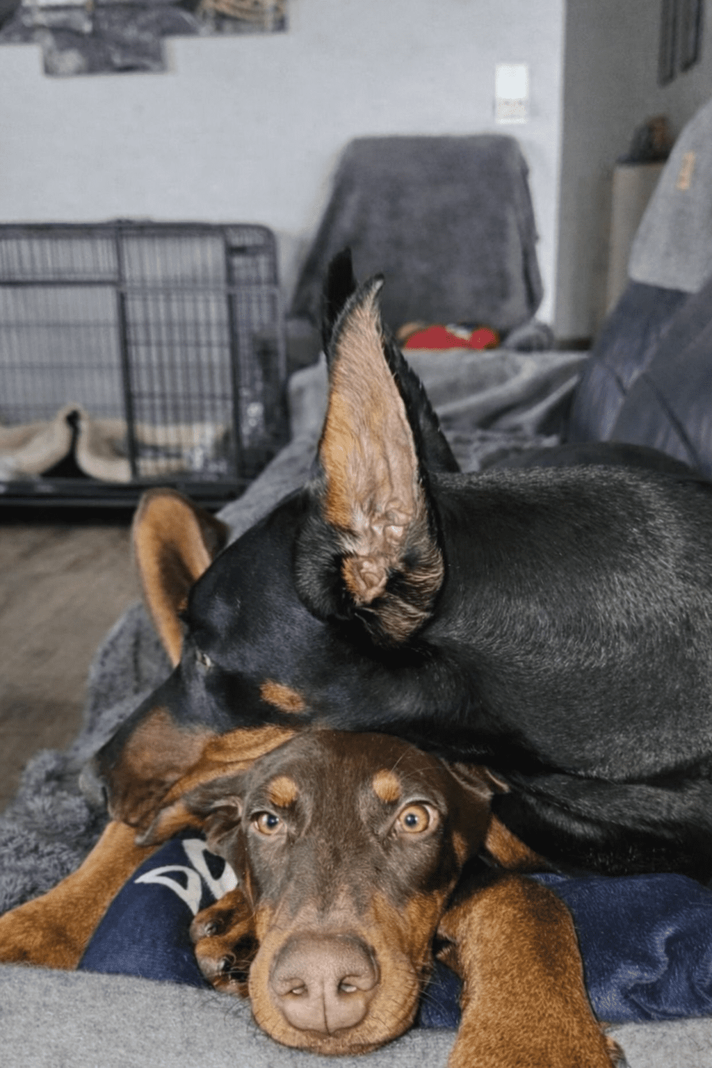 Baronera G’Unique & Vodka — photo 1