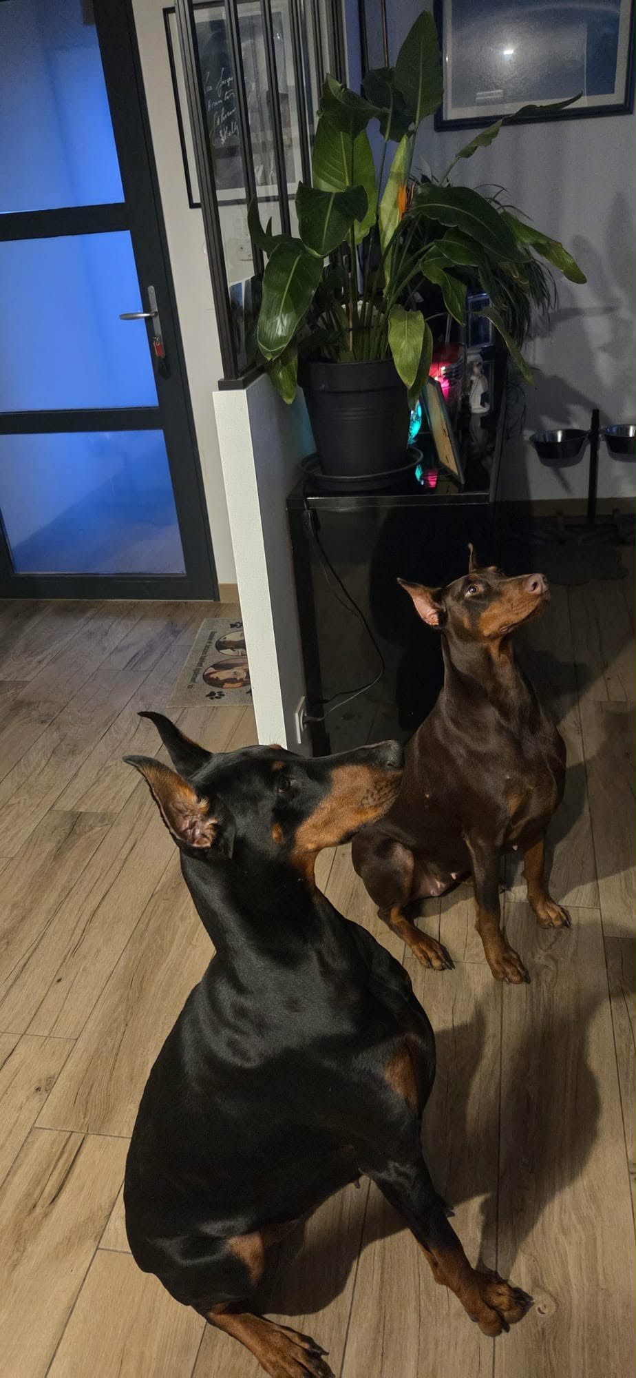 Baronera G’Unique & Vodka — photo 2