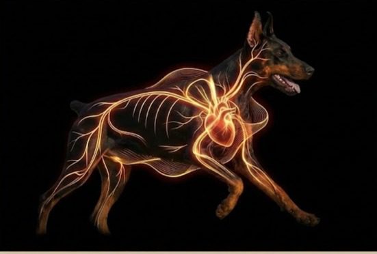 Schéma ADN maladie vWD Dobermann