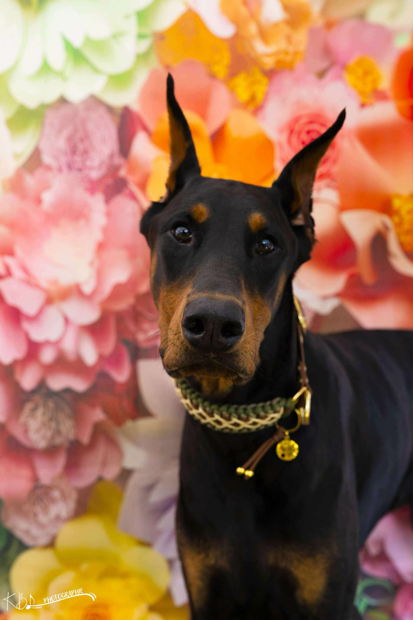 Baronera Varus Aka Vailhen — photo 3