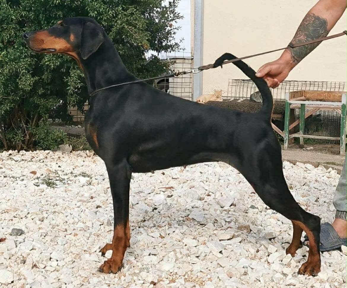 Baronera Vanana — Femelles Dobermann — Élevage BARONERA