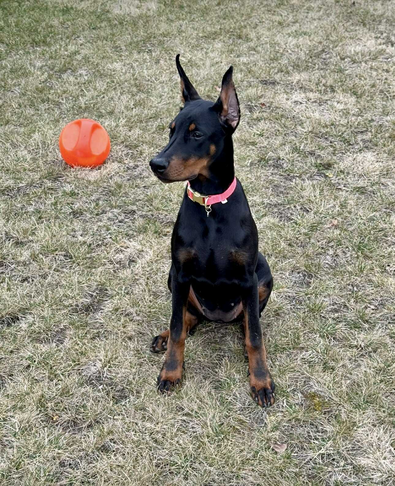 Baronera Volkane — photo 3